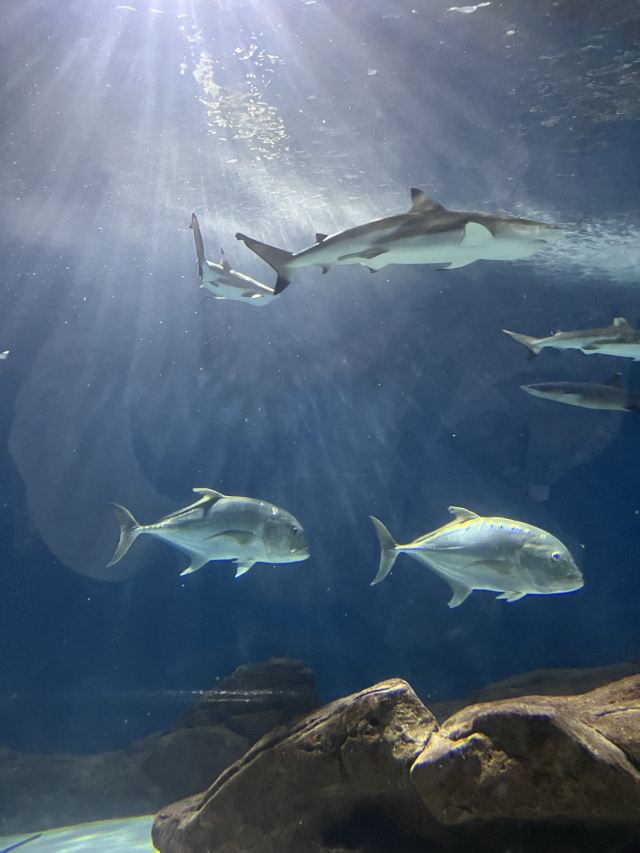 上海海洋水族馆旅行图片 6