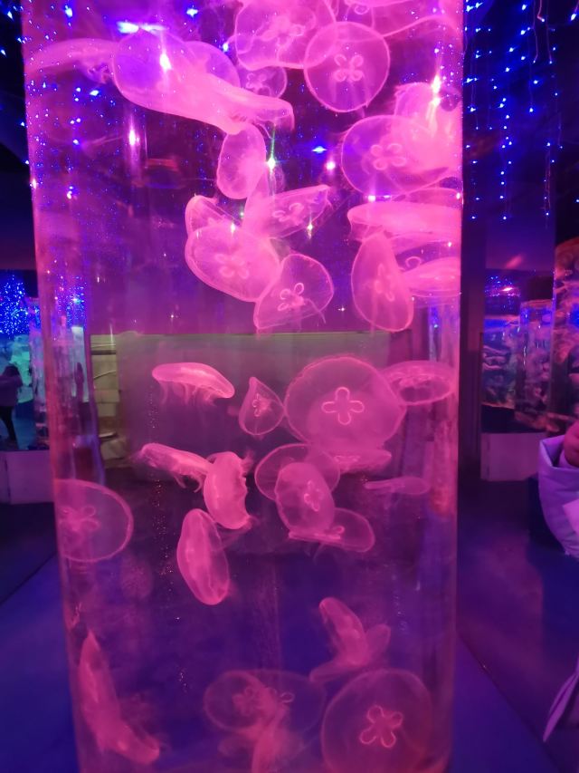 九江海底世界旅行图片 1