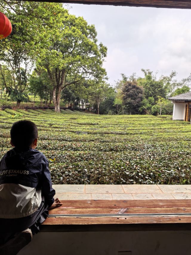 中华普洱茶博览苑旅行图片 1