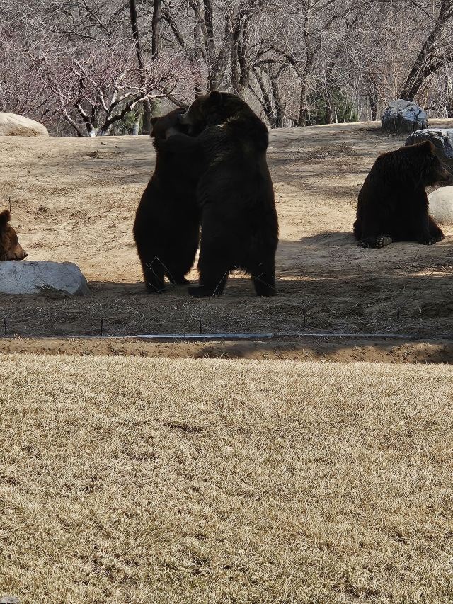 北京野生动物园旅行图片 7