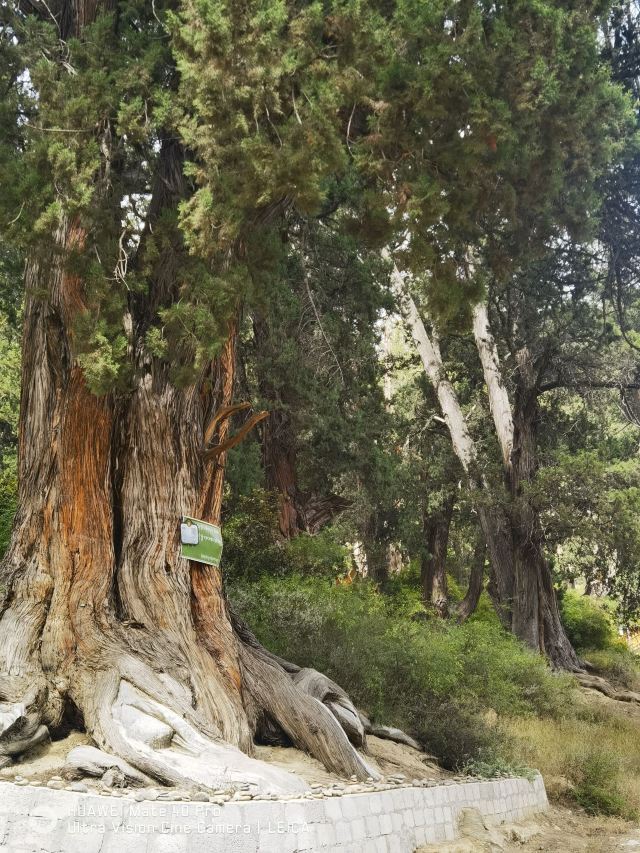 世界柏树王园林风景区旅行图片 2