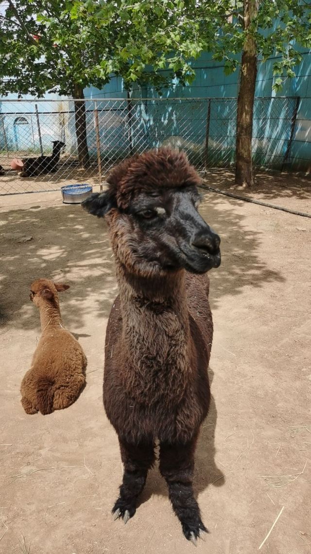 宝山前野生动物园旅行图片 3