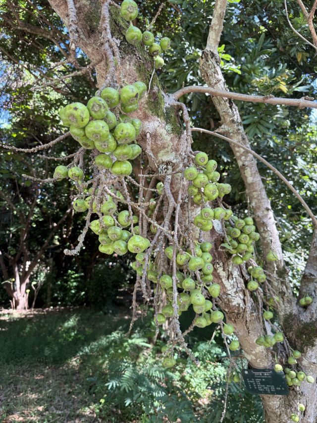 西双版纳南药园旅行图片 3