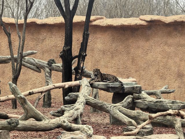 北京野生动物园旅行图片 5