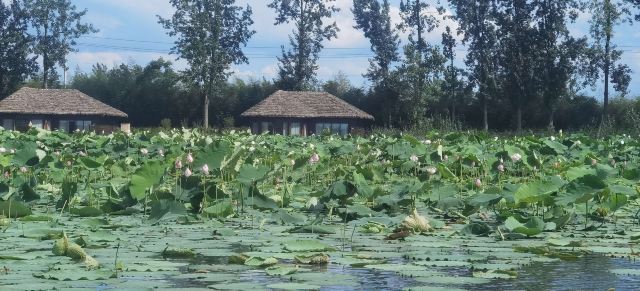 池杉湖国家湿地公园旅行图片 1