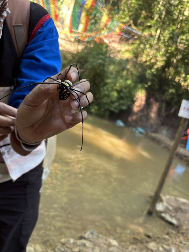 基诺山雨林徒步旅行图片 3