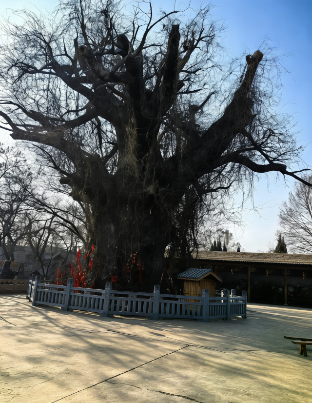 洪洞大槐树寻根祭祖园旅行图片 1