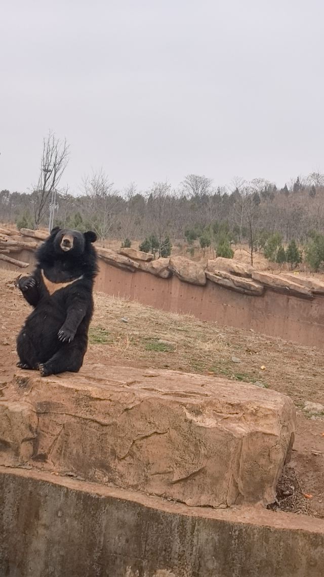 徐州九顶山野生动物园旅行图片 1