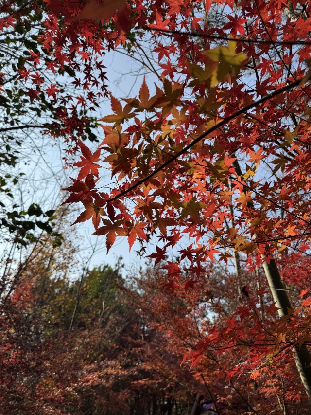 栖霞山风景名胜区旅行图片 9