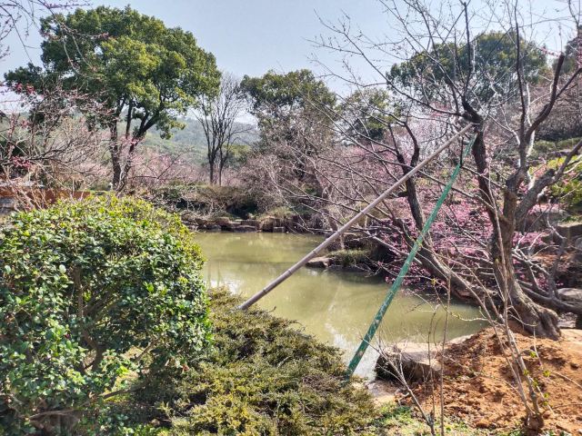 荣氏梅园旅行图片 9