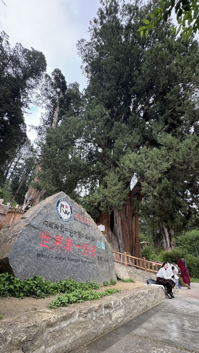 世界柏树王园林风景区旅行图片 1