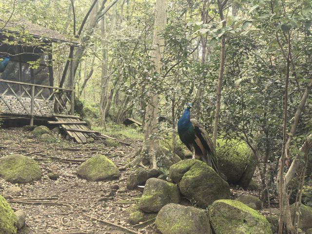铁山寺国家森林公园旅行图片 1