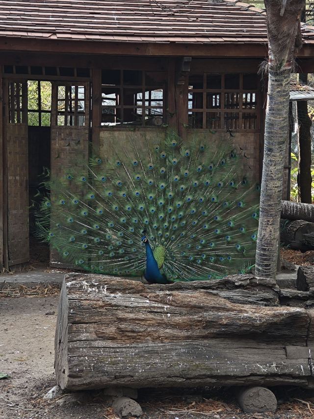 云南民族村旅行图片 1
