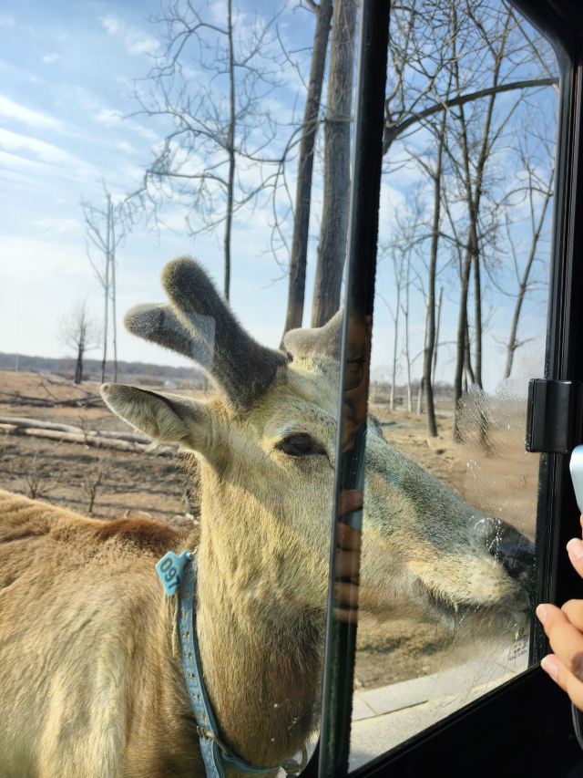 中华麋鹿园旅行图片 4