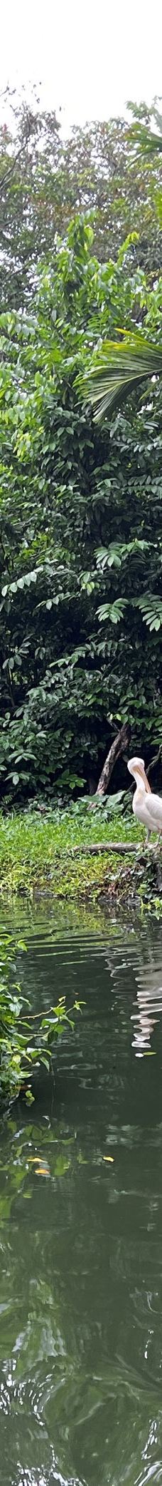 新加坡动物园-新加坡-炸毛天翼