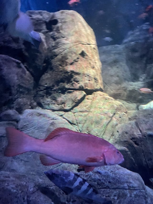 上海海洋水族馆旅行图片 7