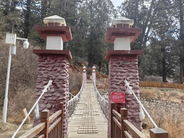 世界柏树王园林风景区旅行图片 5