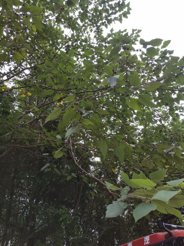 仪征捺山地质公园旅行图片 1