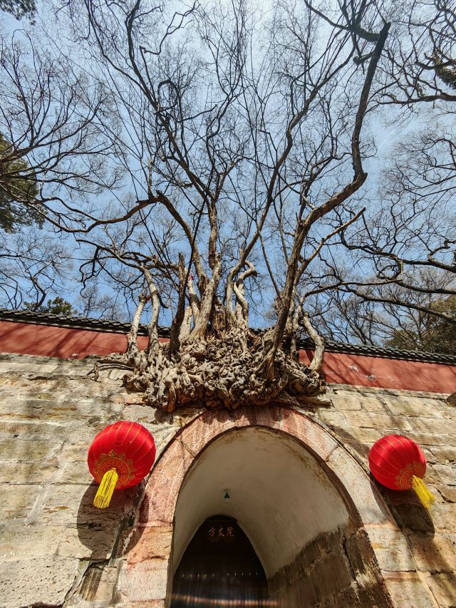 灵岩寺景区旅行图片 2