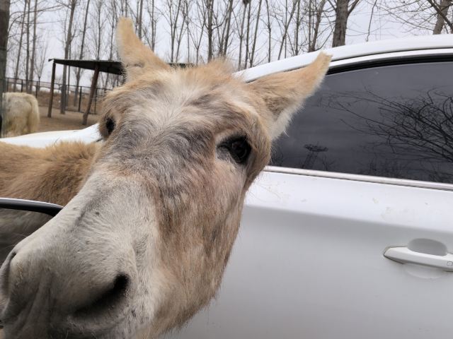 衡水野生动物园旅行图片 2