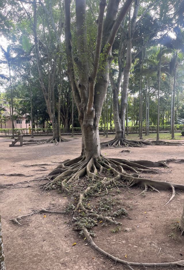 西双版纳独树成林景区旅行图片 1