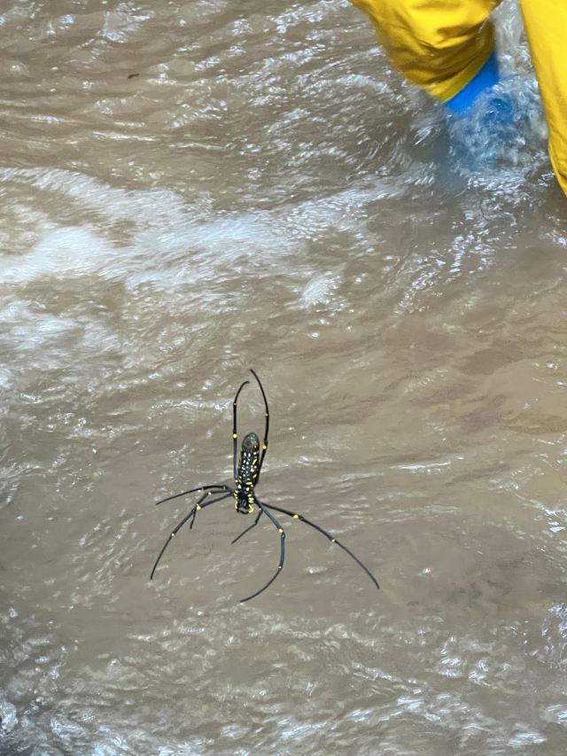 基诺山雨林徒步旅行图片 2