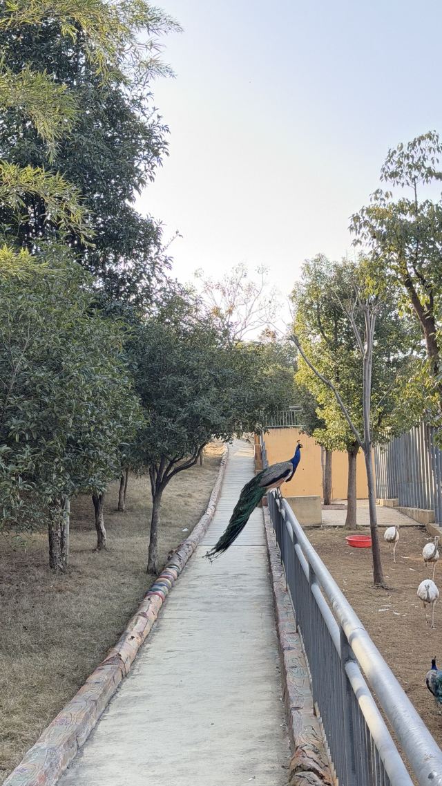 皖南野生动物园旅行图片 5