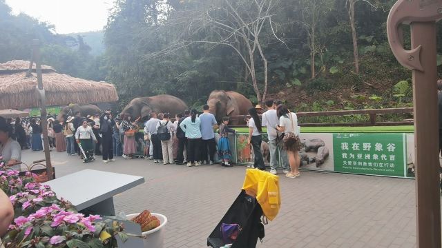 野象谷景区旅行图片 3
