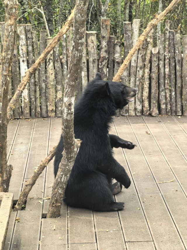 普洱太阳河森林公园旅行图片 2