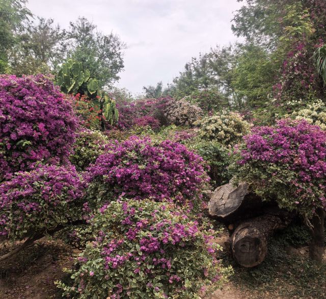 曼听御花园景区旅行图片 2