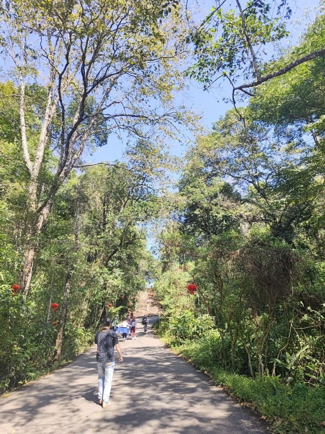 普洱太阳河森林公园旅行图片 2