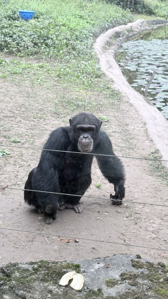 重庆动物园旅行图片 1