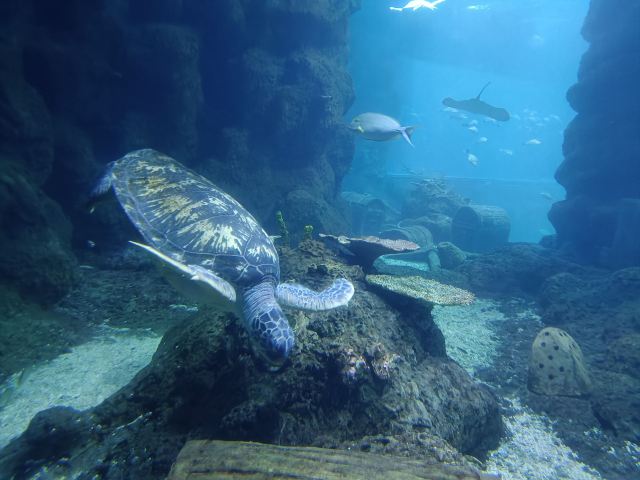 曲江海洋极地公园旅行图片 3