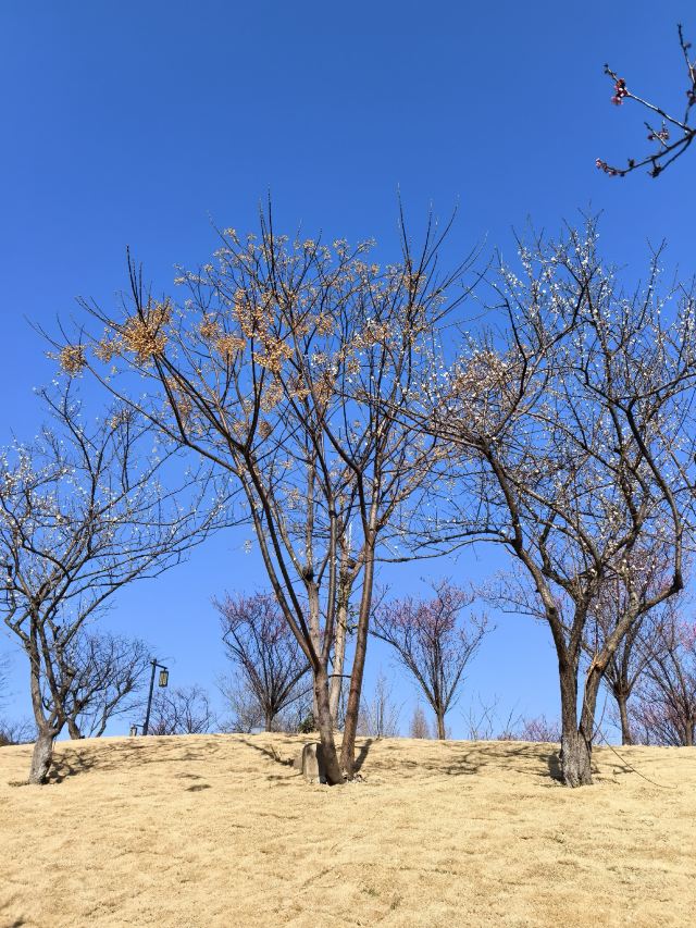 慈城古县城旅行图片 5
