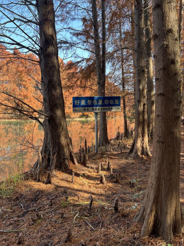 上海海湾国家森林公园旅行图片 1