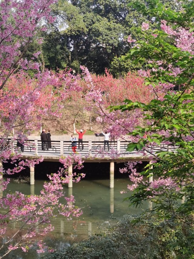 南溪山公园旅行图片 6