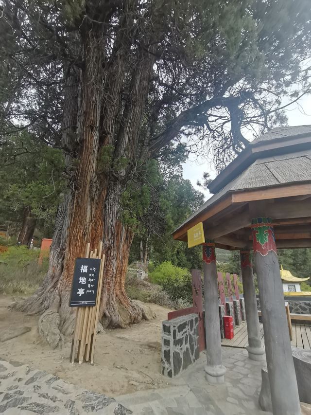 世界柏树王园林风景区旅行图片 2