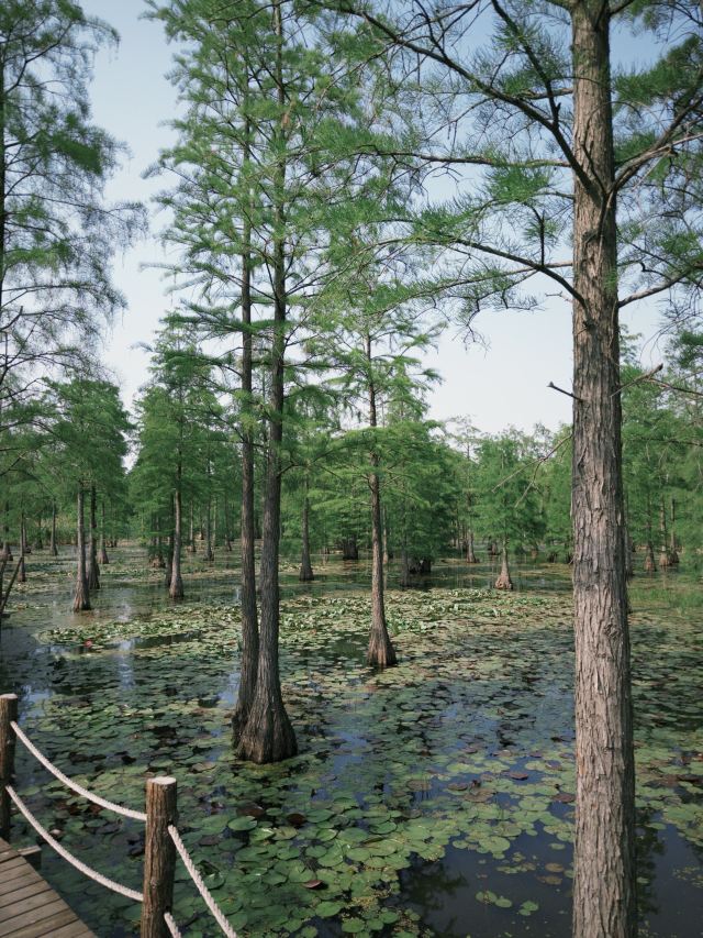 池杉湖国家湿地公园旅行图片 5