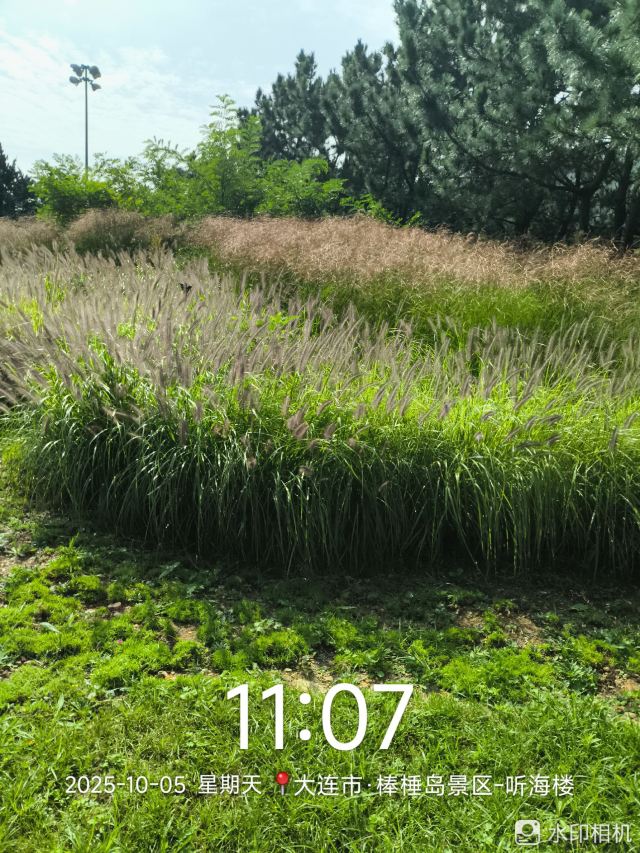 棒棰岛旅行图片 9