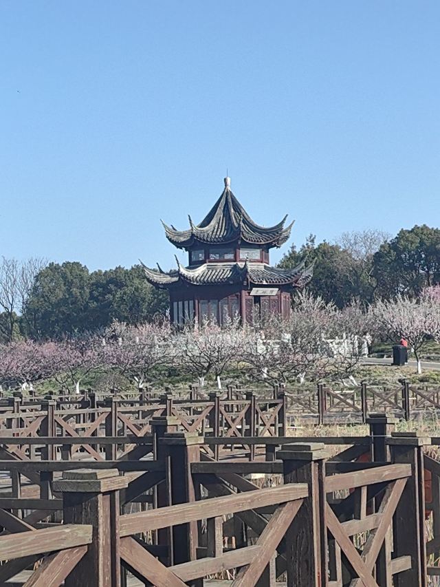 上海海湾国家森林公园旅行图片 5
