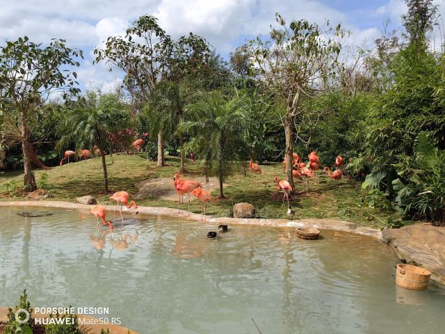 海南热带野生动植物园旅行图片 3