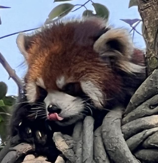 上海动物园旅行图片 4