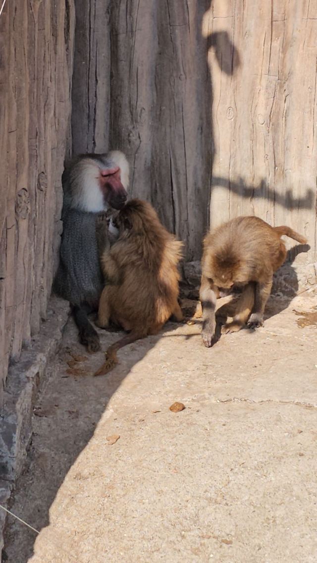 上海野生动物园旅行图片 8