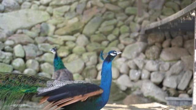 江西野狼谷景区旅行图片 5