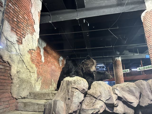 沈阳龙之梦动物科普乐园旅行图片 3