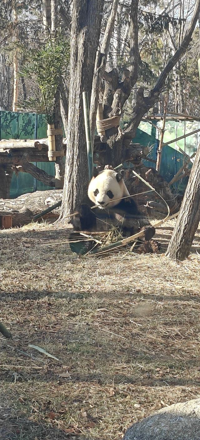 太阳岛大熊猫馆旅行图片 2