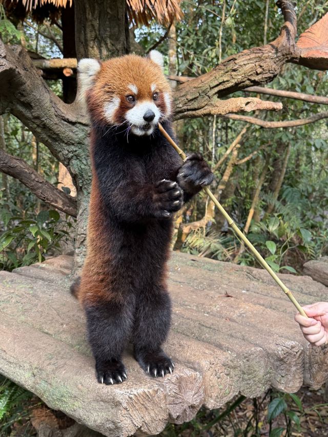 普洱太阳河森林公园旅行图片 3