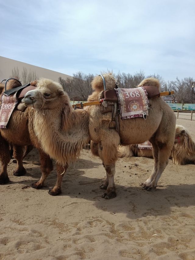 鸣沙山月牙泉旅行图片 4