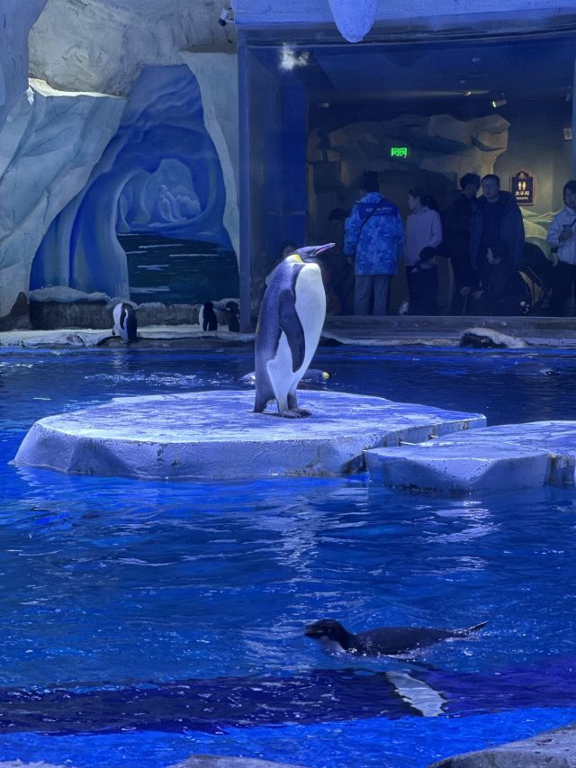 上海海昌海洋公园旅行图片 5