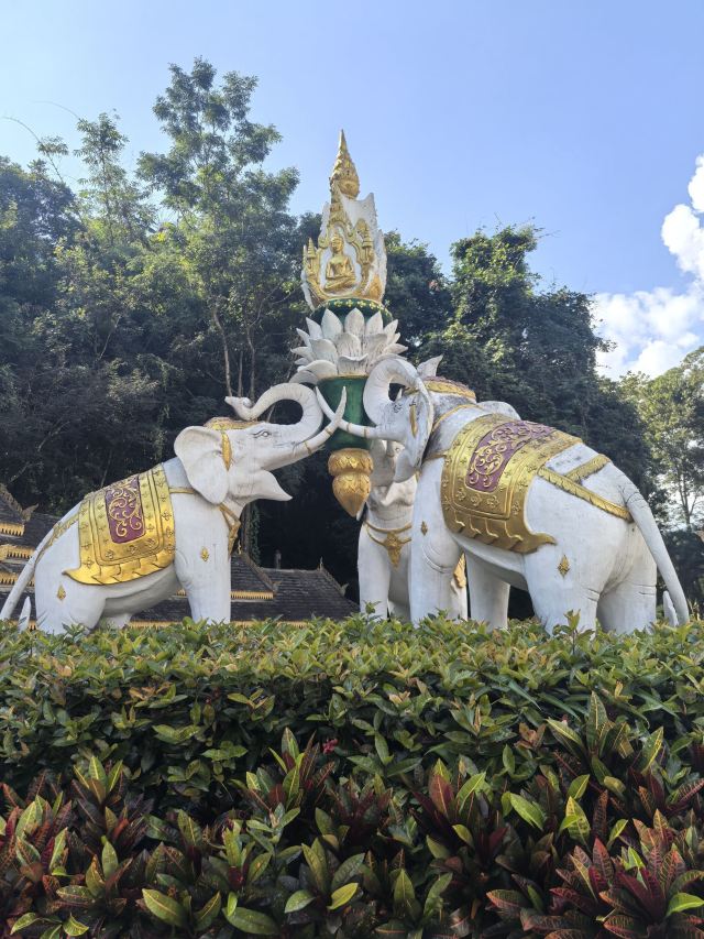 西双版纳独树成林景区旅行图片 3